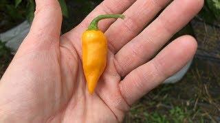 Datil pod test - 2017 pod review #18