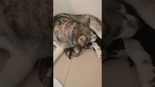 Good Morning Husky Pupies