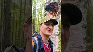 Чага в лесу!