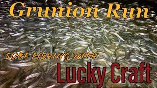 How to Find Socal GRUNION Run w/ bonus Surf Fishing White Sea Bass LUCKY CRAFT