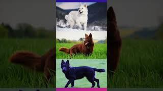 5 German Shepherd Colors from Common to Rare “Part 2”