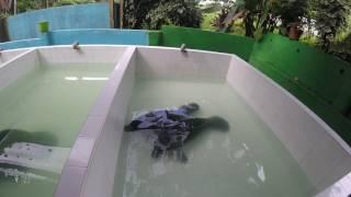  Amazonian Manatees  -Trichechus Inunguis - Endangered Species - Iquitos Peru