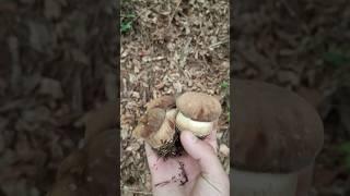 за білими грибами в ліс природа Карпат