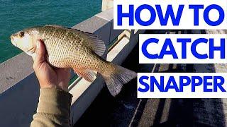 My SECRETS To Catch MANGROVE SNAPPER, How To Catch GREY SNAPPER.