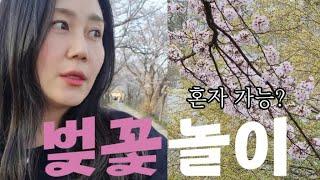 나홀로 조용한 벚꽃놀이 vlog