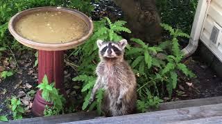 Is Our Raccoon Rabid?