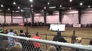 Mane Event Expo Red Deer 2012 - Canadian Horse at Equine Experience