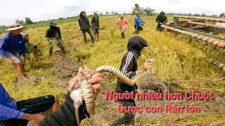 Bắt chuột cánh đồng mới không ngờ toàn chuột mập ú anh em bắt một rộng chuột được thêm con rắn lớn