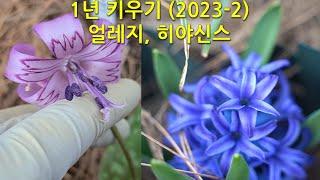 1년 키우기(2023-2) 얼레지, 히야신스 This is how the eelgrass and hyacinth change over the course of a year.