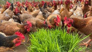 How to raise organic chickens for meat and eggs, egg harvesting, Egg laying hen care, Country life