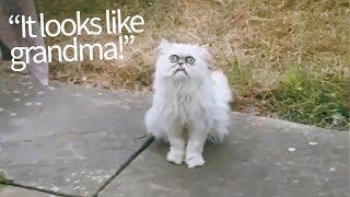 Evil Looking Cat Appears in Backyard | Hilarious Commentary