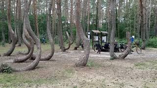 Crooked forest(Przemysłowa) Poland #travel #poland #forest #crooked #europe #eu #tree #nature #short