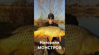 #carpfishing #balıqovu #baliqovi #sazan #карп #rek