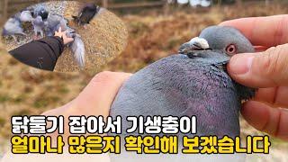 공원 비둘기 잡아서 기생충이 얼마나 많은지 확인해 보았습니다