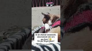 Sobre o Timão,saindo do Vet #shorts #gateiraporamor #gatoobstruido #veterinaria #gatinhodoente