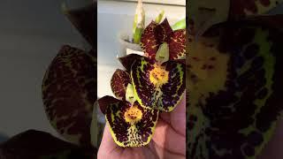 Catasetum Gerhard Leiste Orchid: A Stunning Bloomer #orchid #bloomorchids #orchidplant