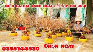 Mai giảo lá gai dáng quái giá mềm 26/10 #chịGiang0355144530|MaivàngThanhTâm