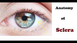 Anatomy of Sclera