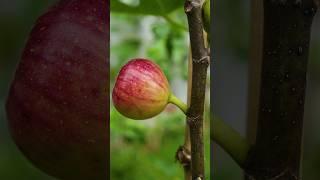 New Ideas for propagation fig tree by air layering! #fruit_tree #fig_tree #gardening
