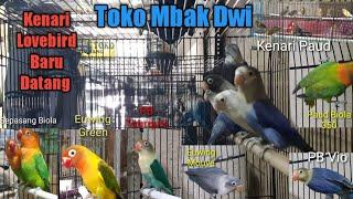 Hari ini Kenari Lovebird Baru Datang Toko Burung Mbak Dwi