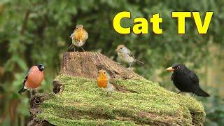 Cat TV ~ Sweet Birds in My Garden ⭐ 8 HOURS ⭐