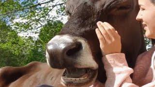 Woman buys house for a rescue cow