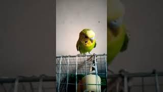 #fantasticparrot #budgies #birds