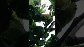 想要无花果结果大，更甜，不掉果，就要让它受伤！