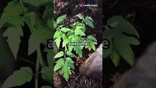 Difference between manure and fertilizers #science #education #manure #fertilizer