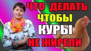 Что делать, чтобы куры не жирели.