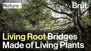 Living Root Bridges Made of Living Plants