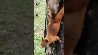 как дрессирую Белку