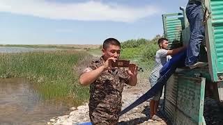 Зарыбление водоема в Узбекистане. Арнасай. Золотой мост. 13.06.2024 #узбекистан #fishing #baliqovi