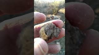 1.5 Ounce Gold Nugget!