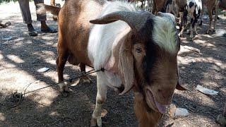 Dua pekan jelang hari Raya  Idul Adha. Banyak domba dan kambing jantan harga 2,5 sampai 6J