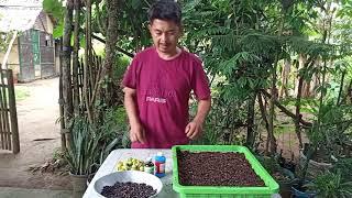 Process for germination of aquilaria malaccensis,The most expensive tree | Kuya Jun