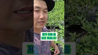 진이네 블루베리 #청년농부진이 #블루베리 #제철과일 #어린이간식