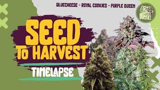  Purple Queen / Blue Cheese / Cookies - Timelapse | Seed to Harvest 