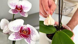  Do this and your orchid will bloom all year round! Very easy!