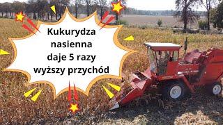 Kukurydza nasienna daje 5 razy wyższy przychód niż ta na ziarno!