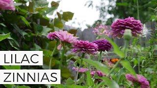 In Bloom: Benary's Giant Lilac Zinnias in the Cut Flower Garden