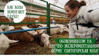 Как козы помогают науке? Ферма нового поколения  "Святогорская коза"