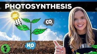 Photosynthesis In The Ecosystem