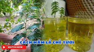 Hướng Dẫn Hãm Nước Chè Tươi Nước Xanh || How To Make Fresh Tea Water