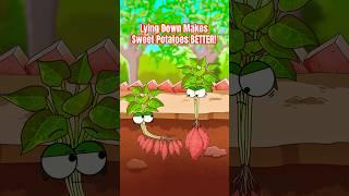 Lying Down Makes Sweet Potatoes BETTER!  #sweetpotato #animation