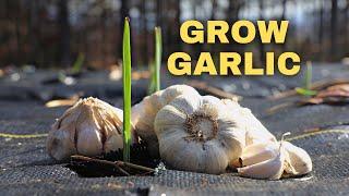 How to Grow Garlic: Everything You Need to Know!