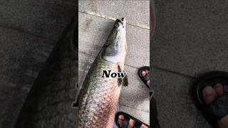 Most Expensive Monster Arapaima Then Vs Now Death  !! @Yyd-h2c #fishchannel #support #success