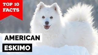 American Eskimo - Top 10 Facts