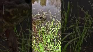 Поймал отпусти. Щука в запрет. #рыбалка #поймалотпусти
