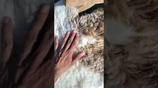 New Video coming soon on how to do sheep skin tanning. Please don't forget to subscribe.